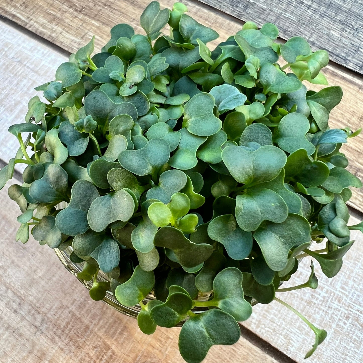 Broccoli Microgreens