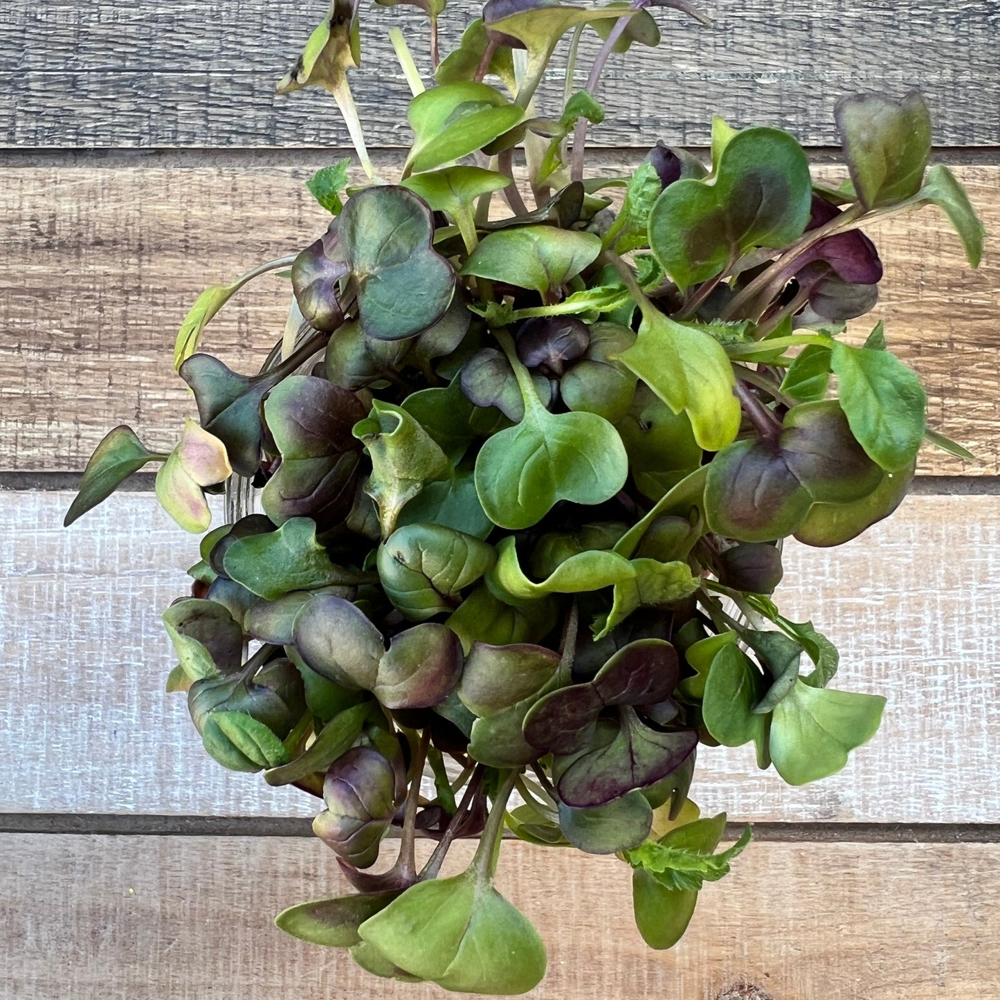 Radish Microgreens